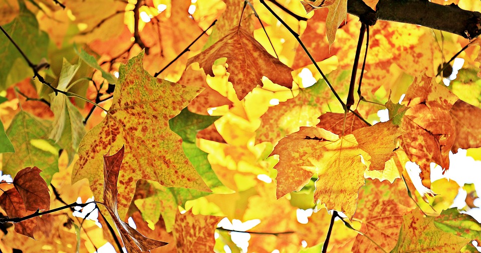fall colored leaves