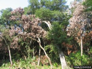 Cover photo for How to Be an Effective Landscape Investigator