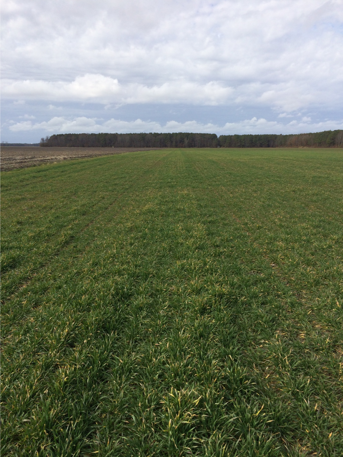 wheat field in February