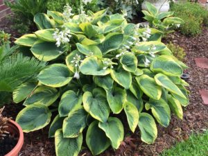 Cover photo for Annual Plant Sale
