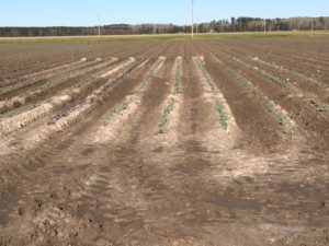 Cover photo for 2018 Pasquotank Cabbage Variety Trial