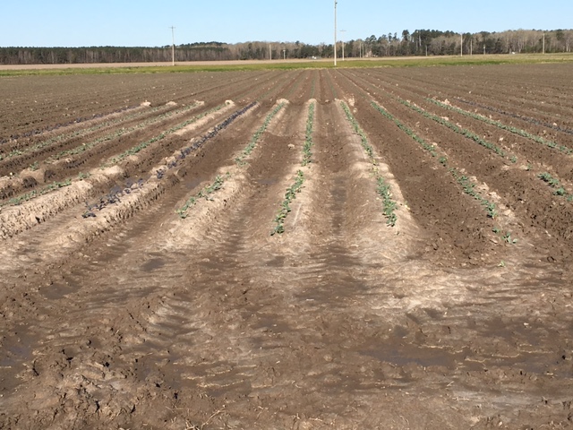 rows of cabbage in variety trial in april
