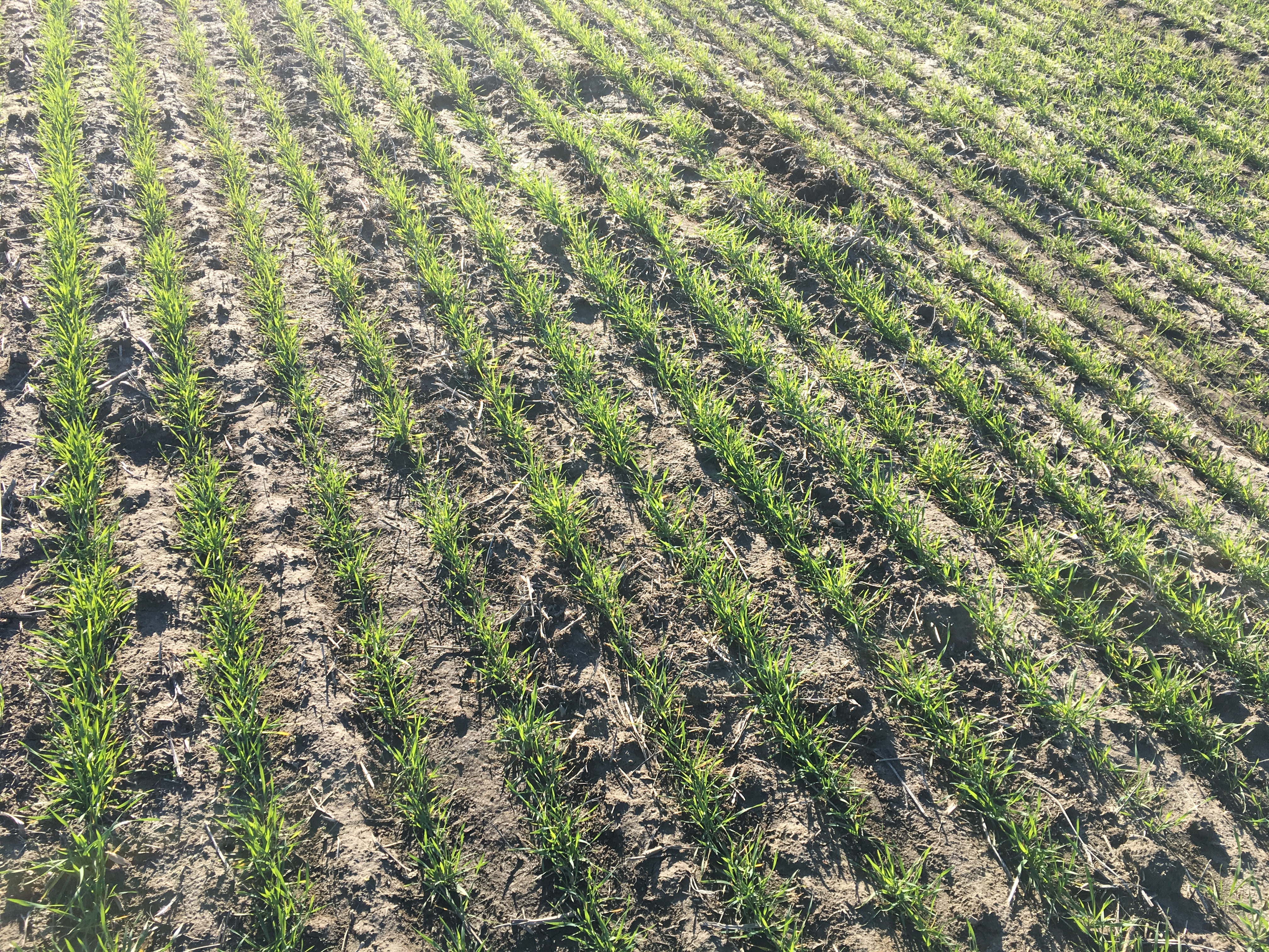 2020 Wheat Field with low tiller counts and light green color that indicates a need of an applicatiion of nitrogen