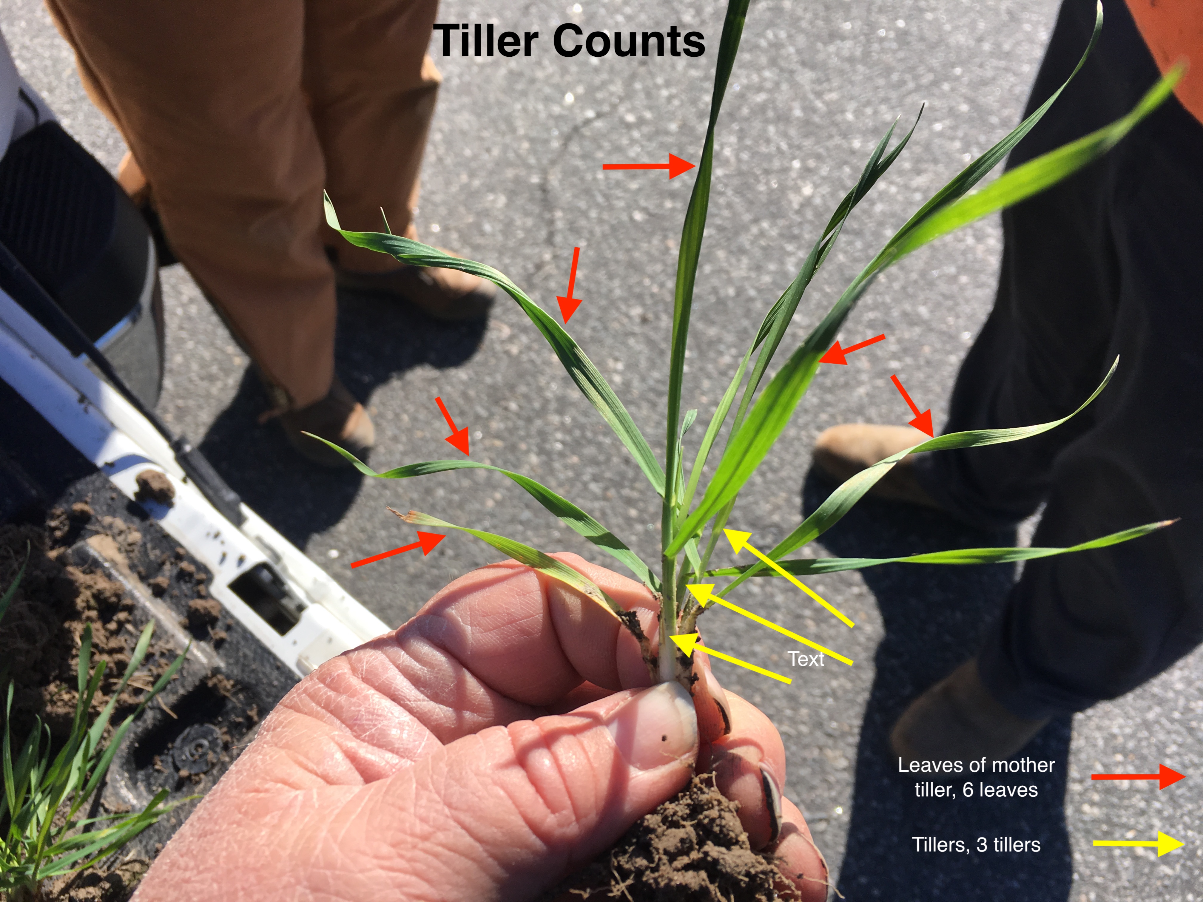 Diagram of wheat plant with regards to counting tillers