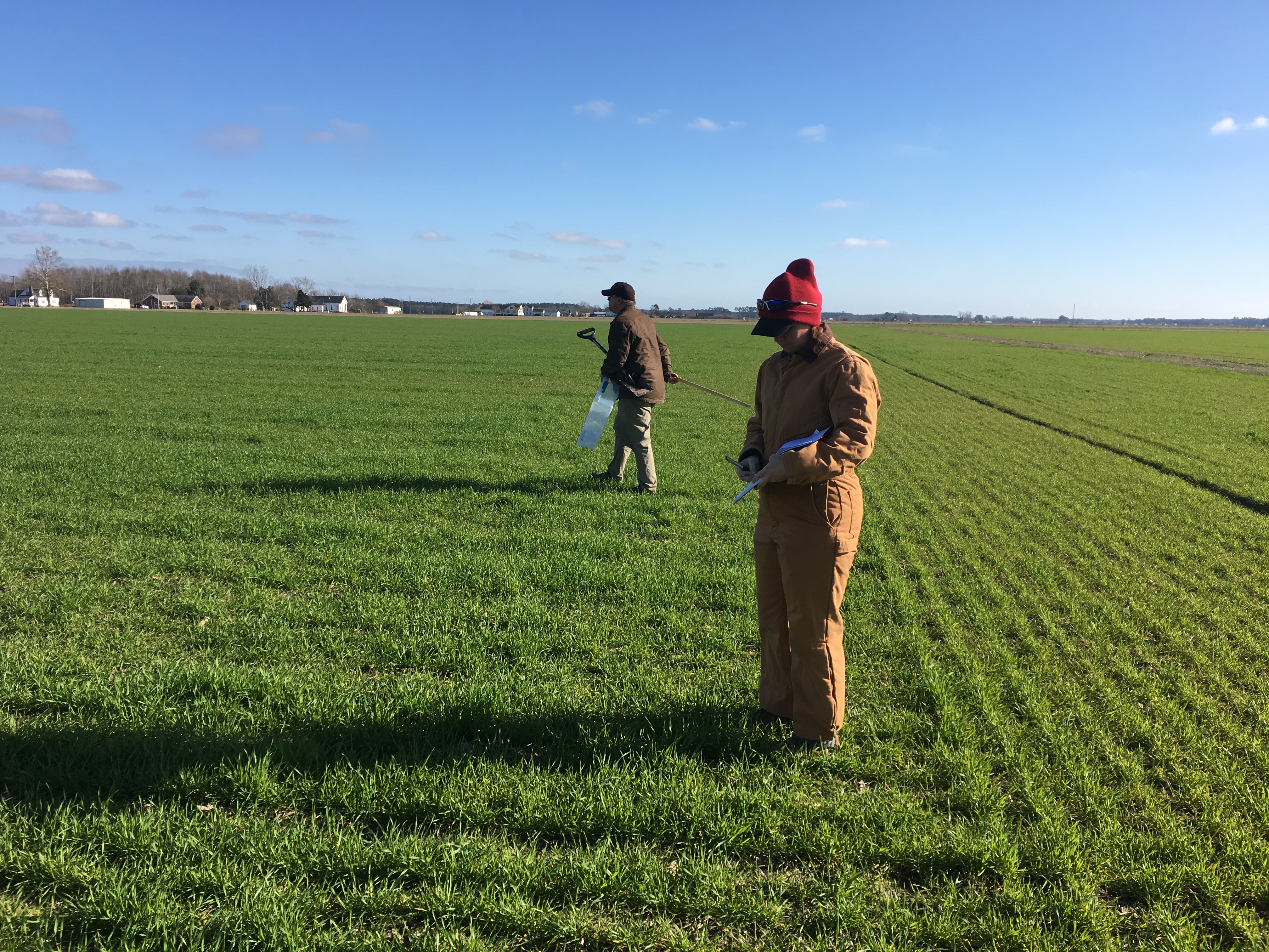 2020 Wheat Evaluation