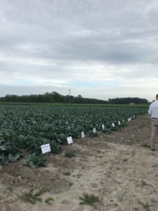 Cover photo for 2018 Pasquotank Cabbage Variety Trial Showcase