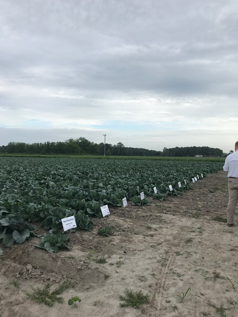 Pasquotank Cabbage Variety Trial Showcase image