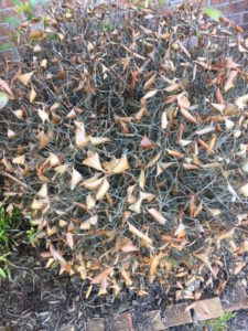 Cover photo for The Effects of Freezing Temperatures in January 2018 Now Showing Up in Landscapes and Gardens