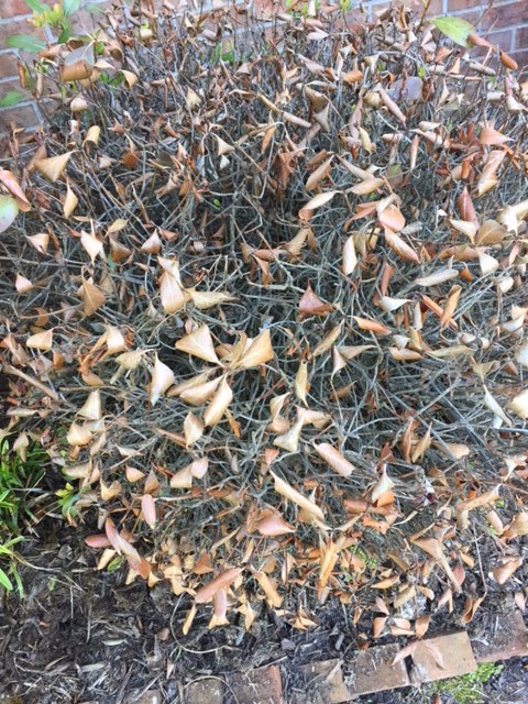 Dead shrub image