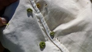 Cover photo for When to Treat Earworms in Soybeans