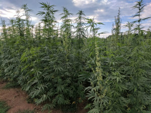 Industrial Hemp
