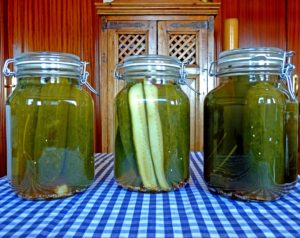 photo jars of canned dill pickles