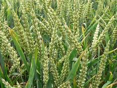 Wheat meeting
