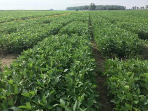 Soybeans