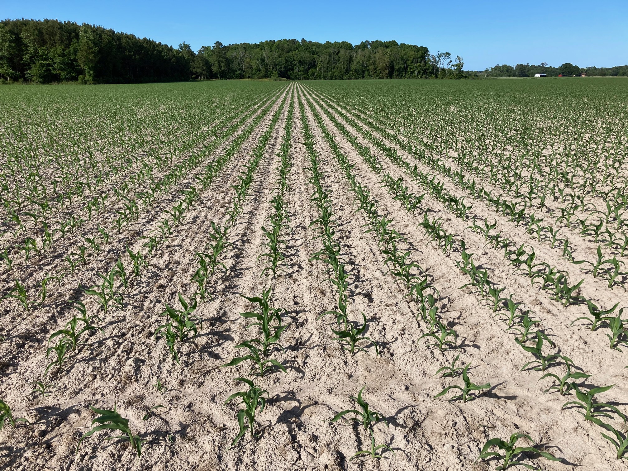 Corn field in northeast North Carolina