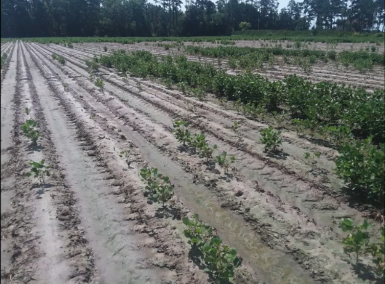 Soybean field affected by salt in the soil caused by salt water intrusion.