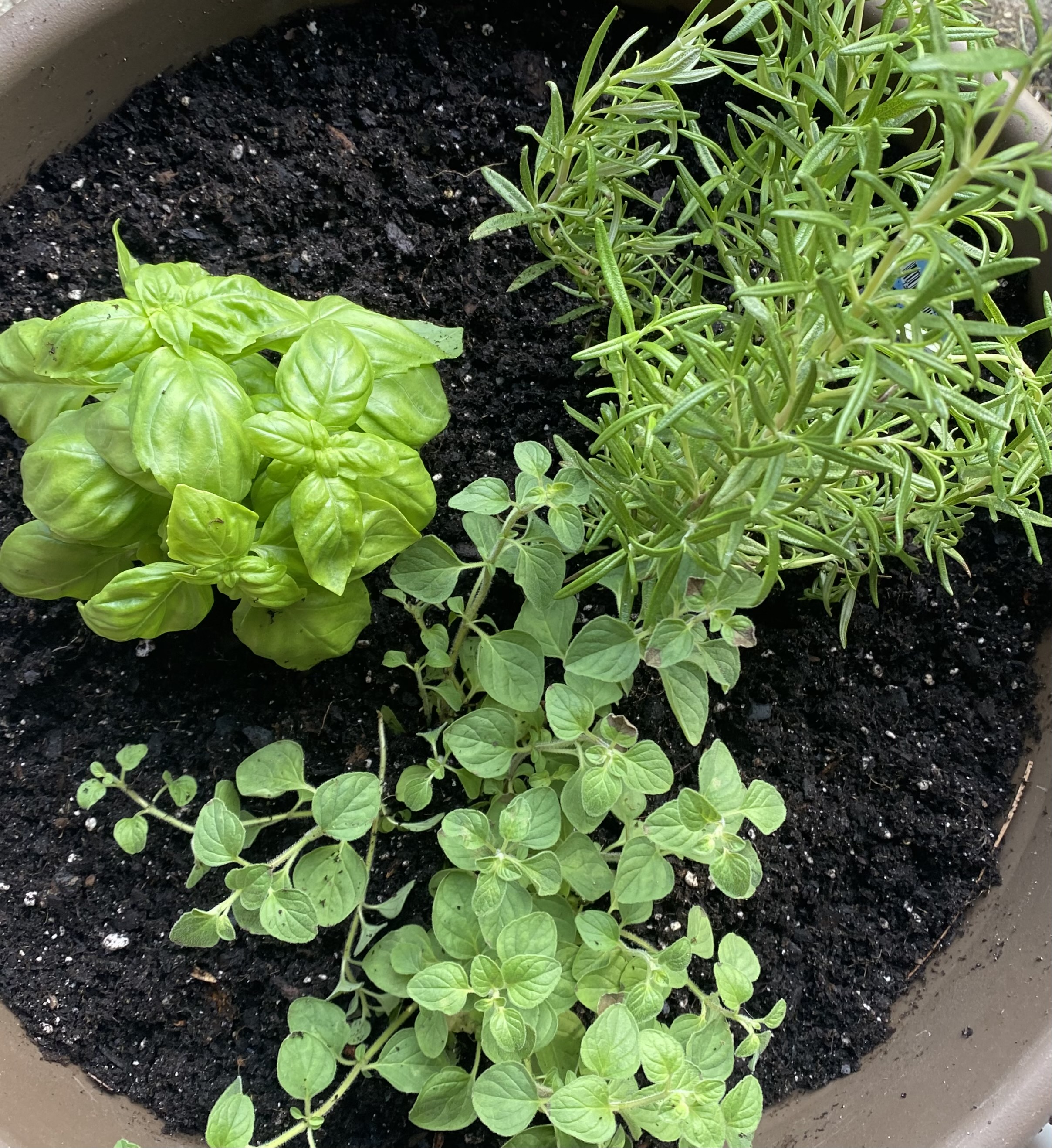 Planted Herbs including Oregano, Rosemary and Basil. 