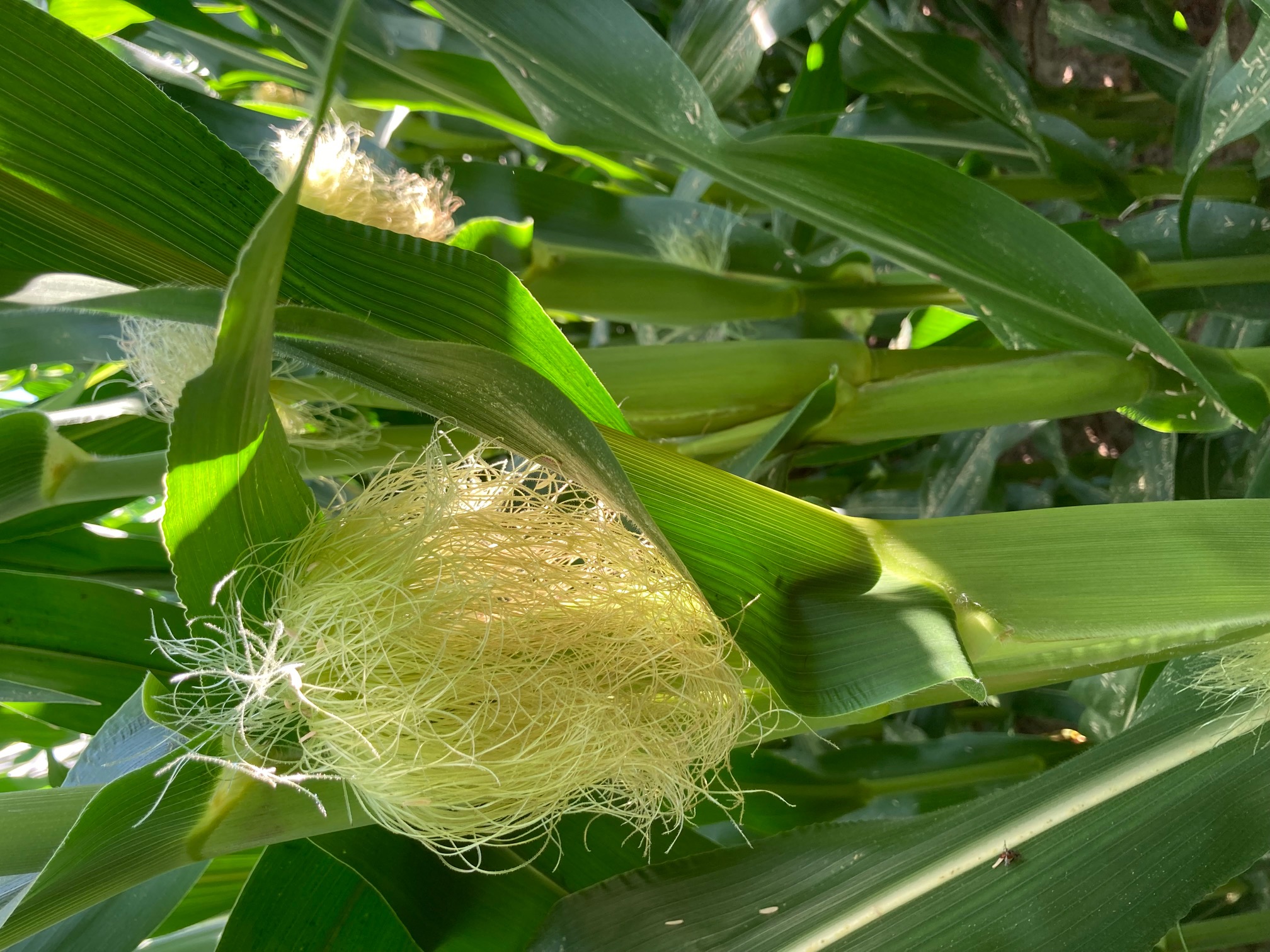 Close up of corn in the silk stage