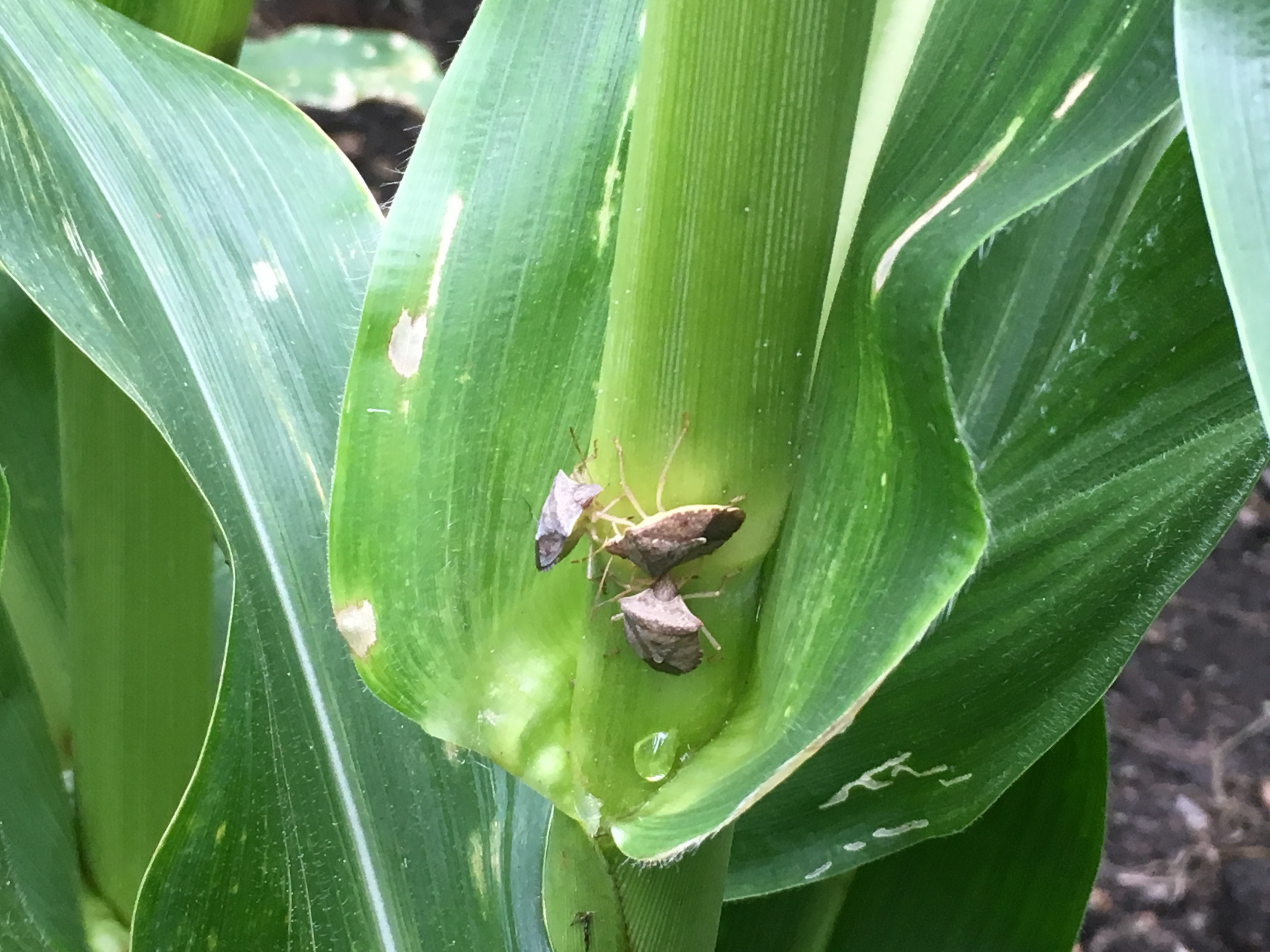 Stink Bugs on Corn Stalk
